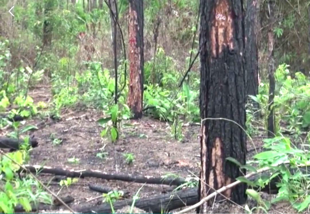 Thông tin từ đường dây nóng